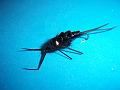 misc flies 2-11 017
